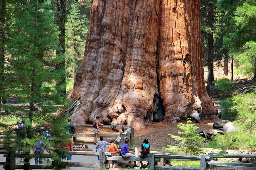 El árbol General Sherman es el organismo vivo más grande del planeta