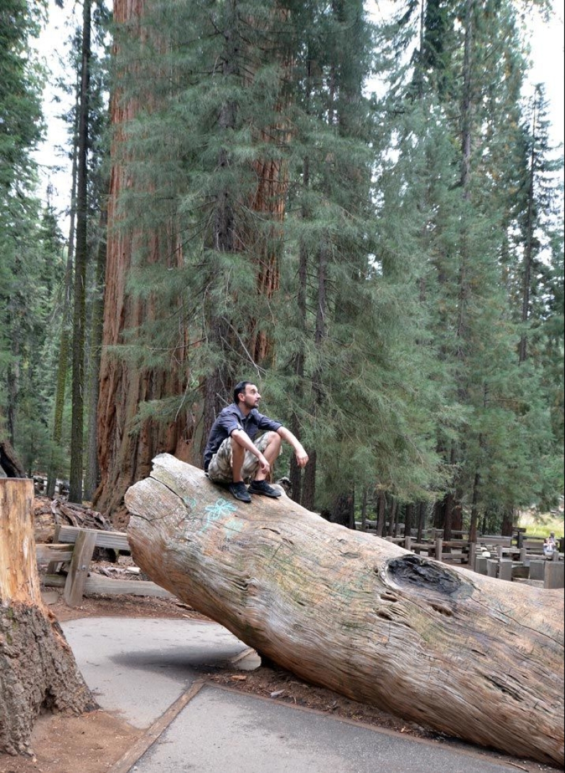 El árbol General Sherman es el organismo vivo más grande del planeta