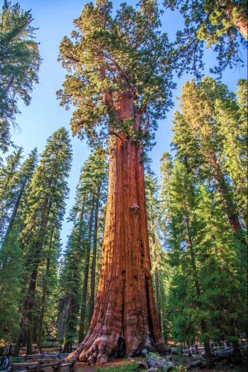 El árbol General Sherman es el organismo vivo más grande del planeta