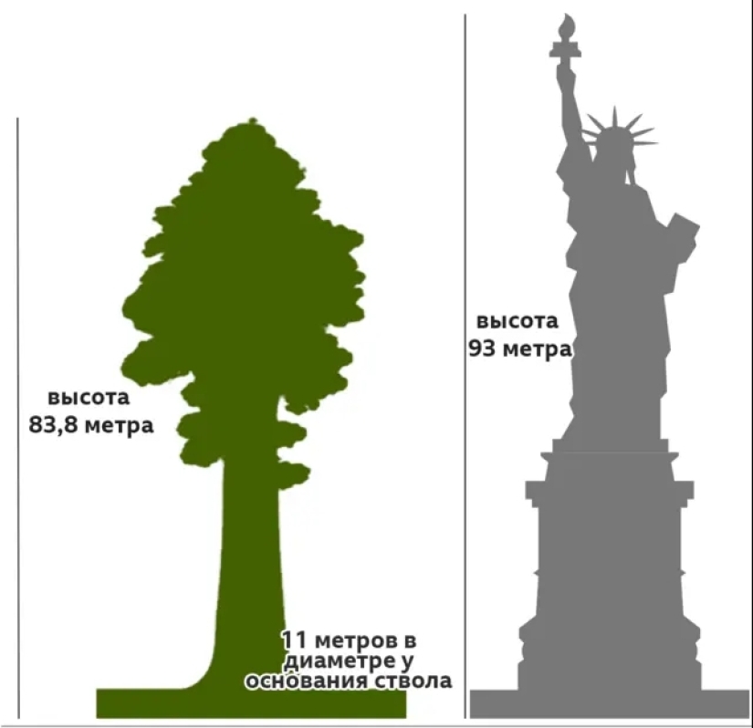 El árbol General Sherman es el organismo vivo más grande del planeta