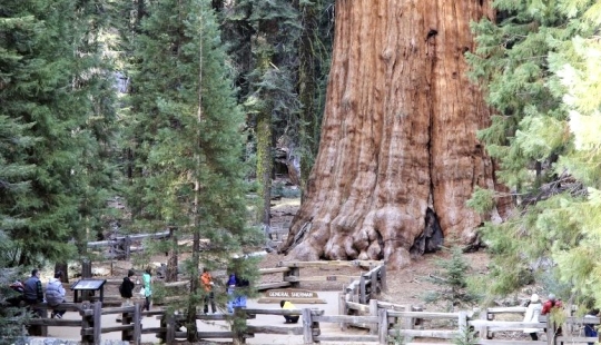 El árbol General Sherman es el organismo vivo más grande del planeta