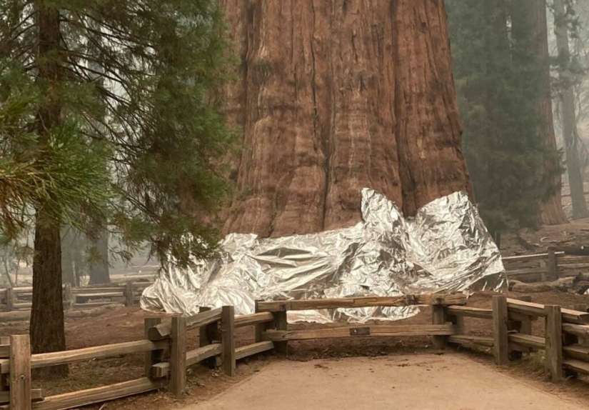 El árbol General Sherman es el organismo vivo más grande del planeta