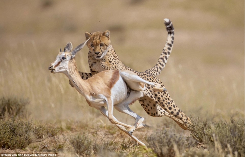 El reino animal, como aún no lo has visto: carreras, luchas y ternura