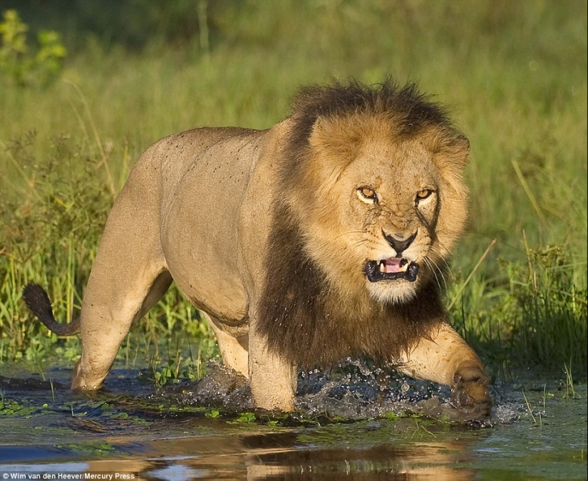 El reino animal, como aún no lo has visto: carreras, luchas y ternura