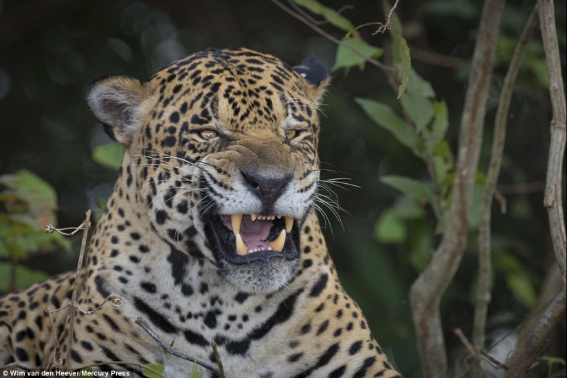 El reino animal, como aún no lo has visto: carreras, luchas y ternura