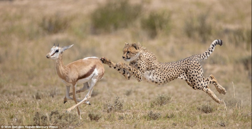 El reino animal, como aún no lo has visto: carreras, luchas y ternura