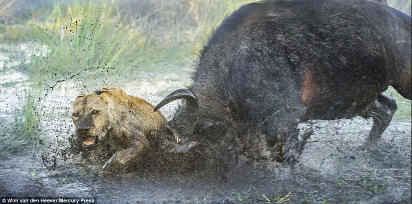 El reino animal, como aún no lo has visto: carreras, luchas y ternura