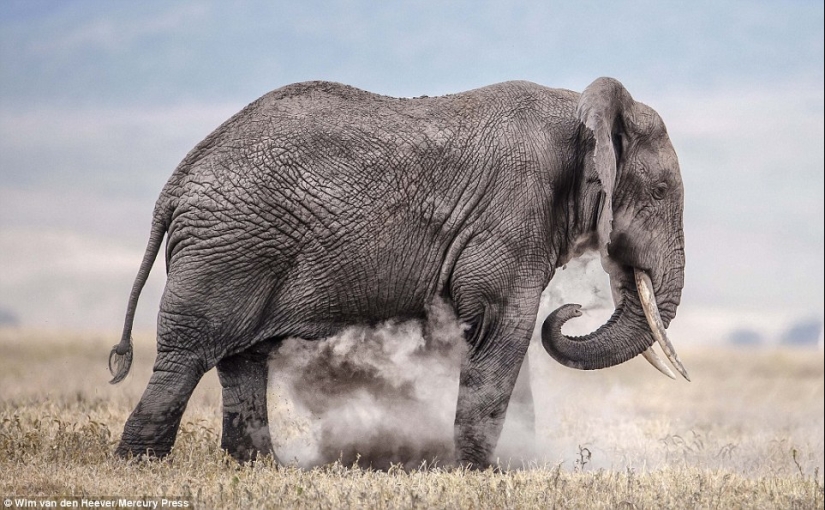 El reino animal, como aún no lo has visto: carreras, luchas y ternura