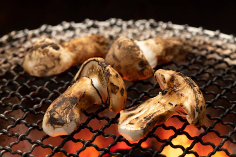 El secreto de los preciosos hongos matsutake