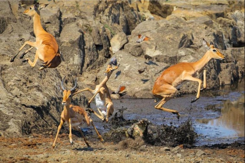 ¡El segundo que lo cambia todo! 28 fotos tomadas en el momento justo