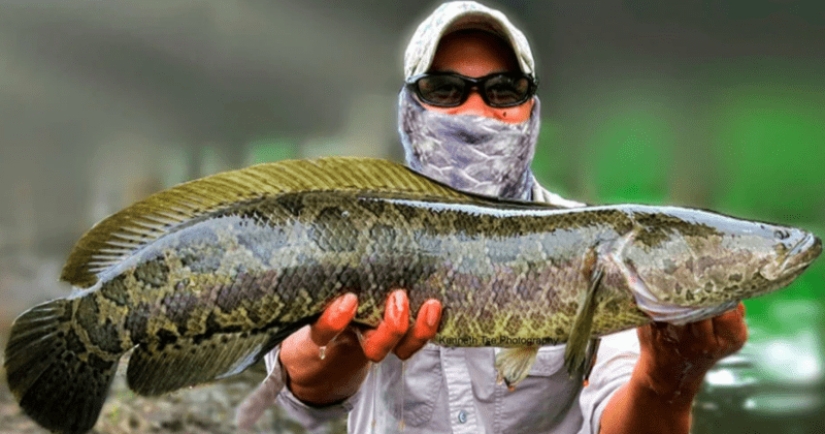 El sueño de un pescador y el horror de un ecologista: el pez cabeza de serpiente terminator captura las aguas de los Estados Unidos