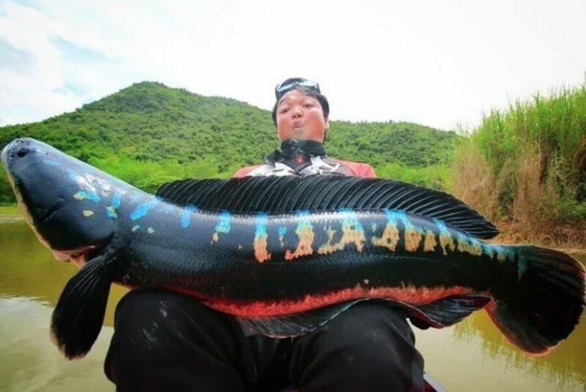 El sueño de un pescador y el horror de un ecologista: el pez cabeza de serpiente terminator captura las aguas de los Estados Unidos