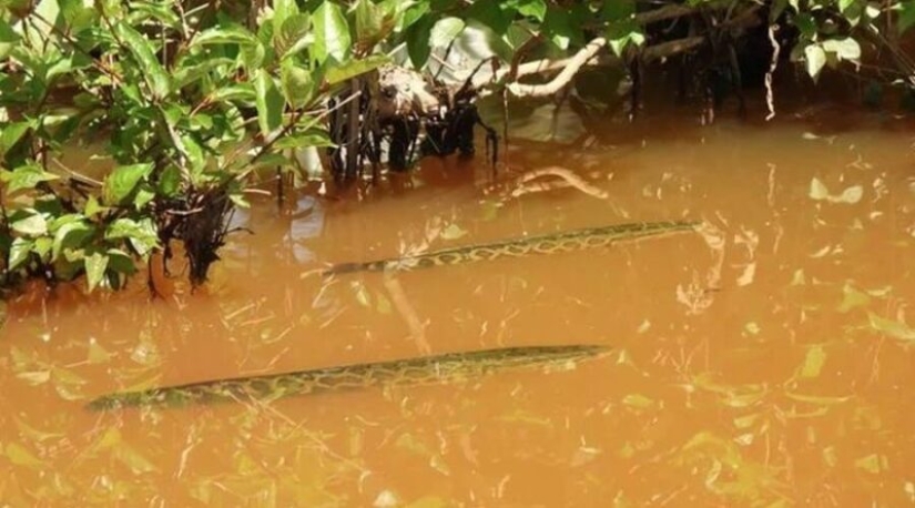 El sueño de un pescador y el horror de un ecologista: el pez cabeza de serpiente terminator captura las aguas de los Estados Unidos