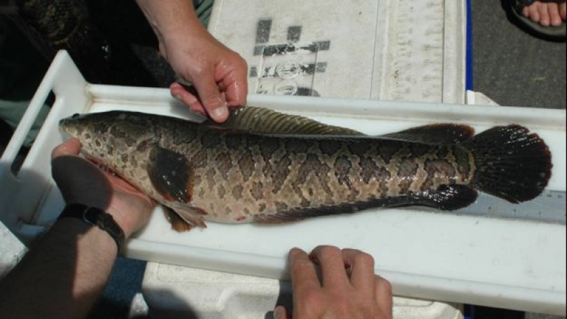 El sueño de un pescador y el horror de un ecologista: el pez cabeza de serpiente terminator captura las aguas de los Estados Unidos