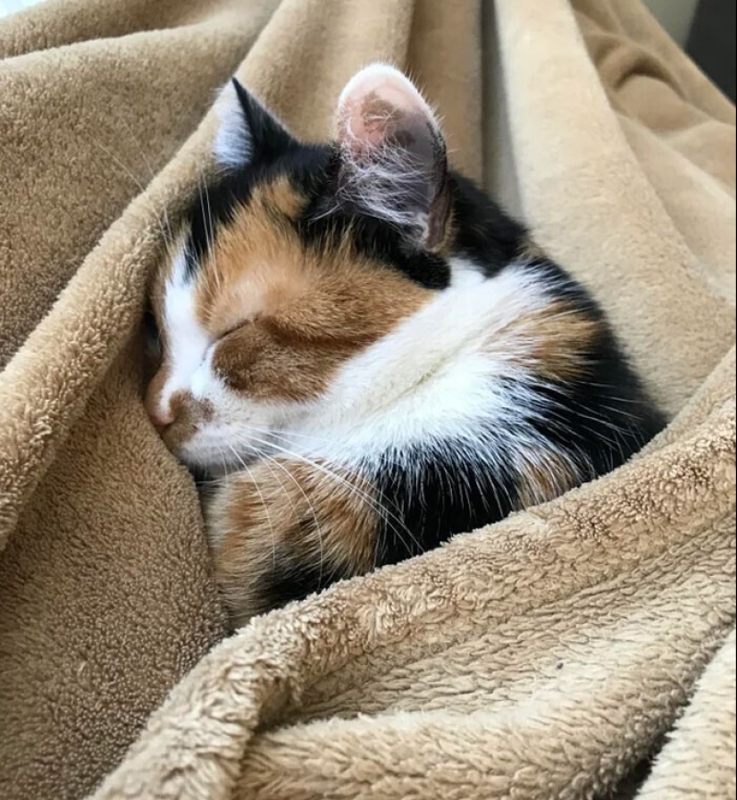 El sueño es una cosa sagrada: 35 fotos de gatitos, después de lo cual querrá tomar una siesta