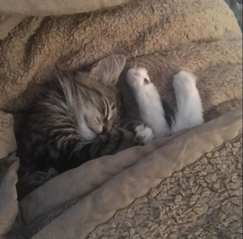 El sueño es una cosa sagrada: 35 fotos de gatitos, después de lo cual querrá tomar una siesta