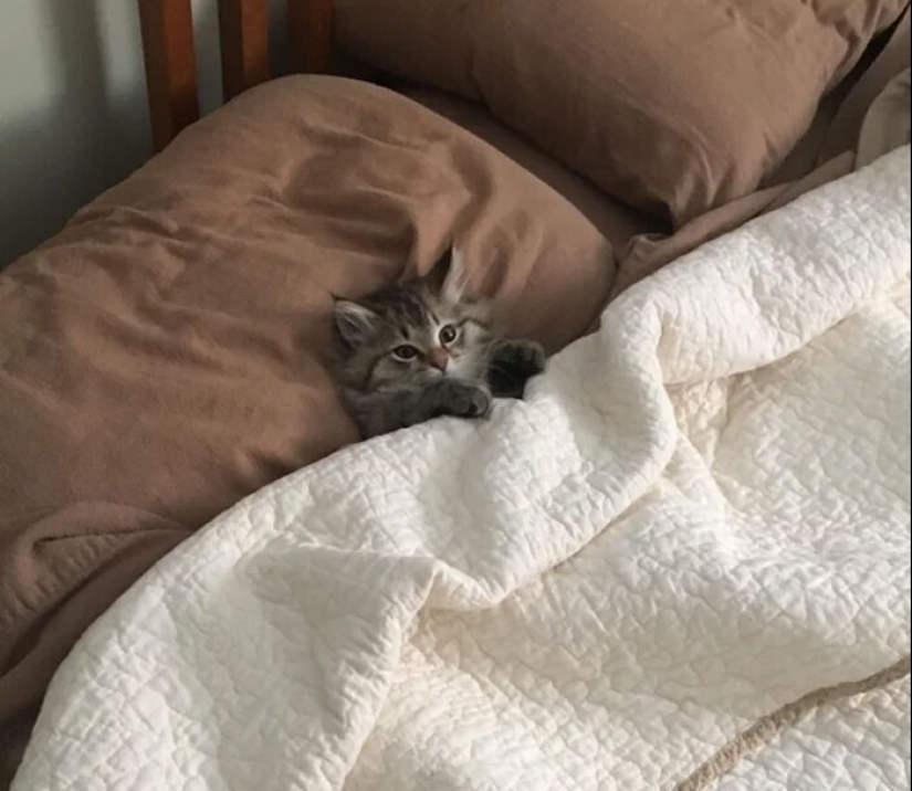 El sueño es una cosa sagrada: 35 fotos de gatitos, después de lo cual querrá tomar una siesta