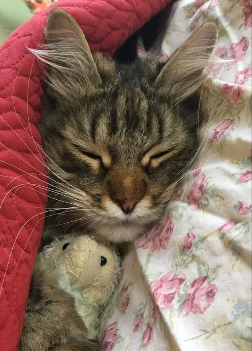 El sueño es una cosa sagrada: 35 fotos de gatitos, después de lo cual querrá tomar una siesta