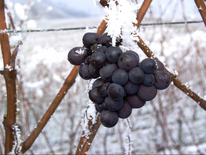 Elixir of the Gods: 36 interesting facts about wine