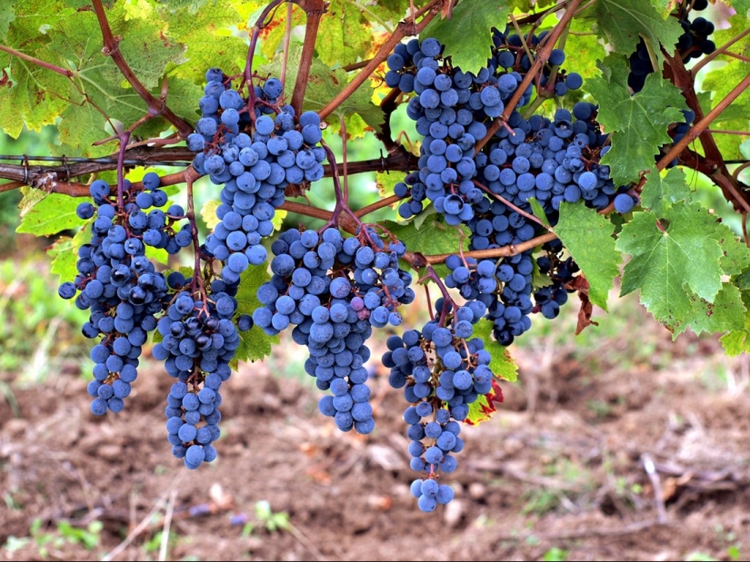 Elixir of the Gods: 36 interesting facts about wine