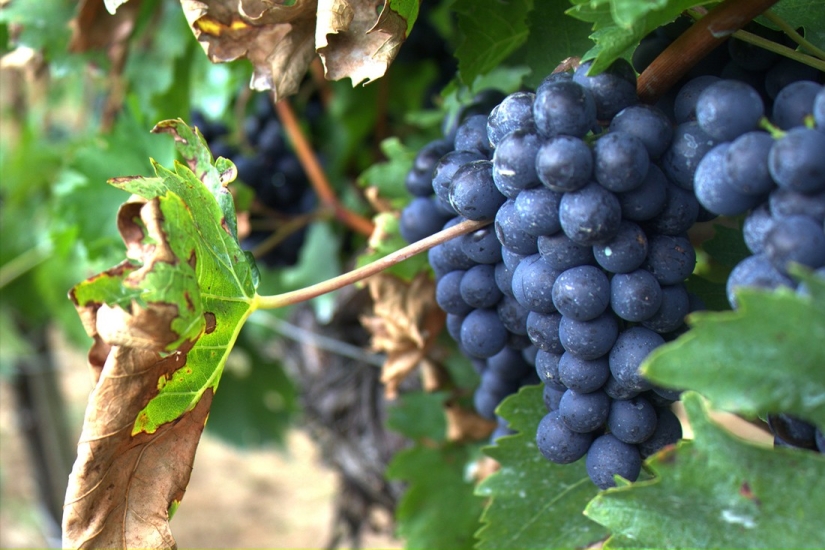 Elixir of the Gods: 36 interesting facts about wine