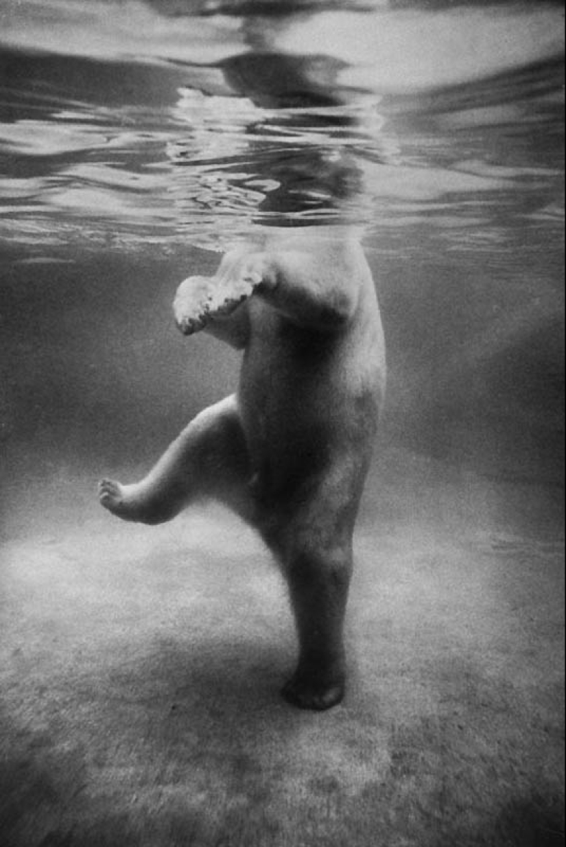 Elogie el agua-una selección de fotos del archivo de la VIDA