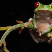 En busca de la Rana Perdida: Las especies más raras de ranas increíbles en fotos fantásticas