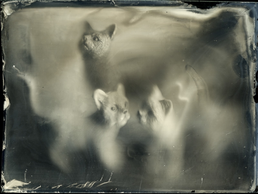 En el mundo de las hadas ambrotypes