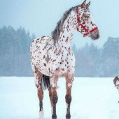 En el mundo de los animales: hermanos de diferentes mamás