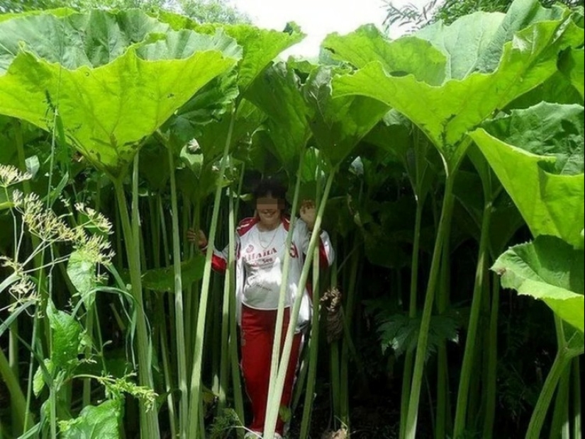 En la tierra de liliputienses: increíbles fotos de plantas gigantes en Sakhalin