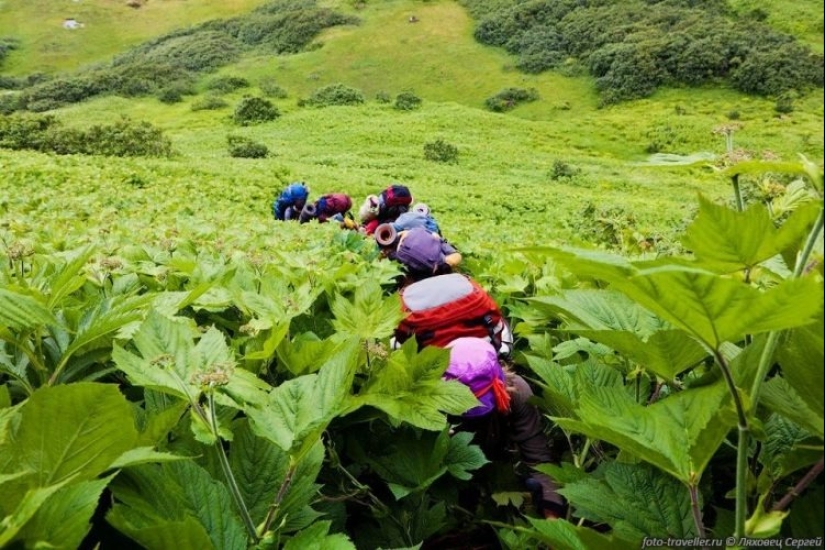 En la tierra de liliputienses: increíbles fotos de plantas gigantes en Sakhalin