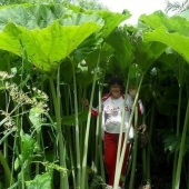 En la tierra de liliputienses: increíbles fotos de plantas gigantes en Sakhalin