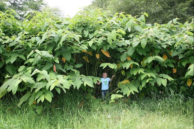 En la tierra de liliputienses: increíbles fotos de plantas gigantes en Sakhalin