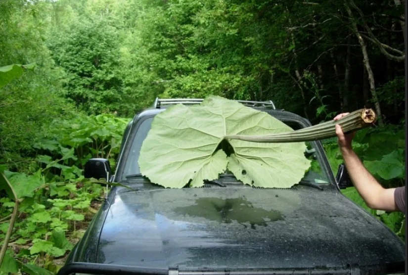 En la tierra de liliputienses: increíbles fotos de plantas gigantes en Sakhalin