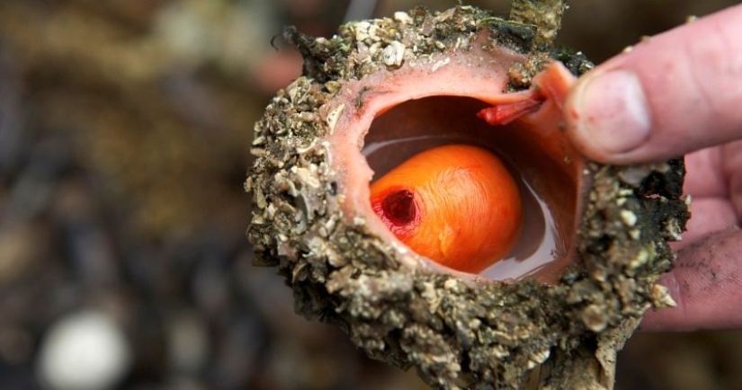 En los mercados de pescado de Chile, puedes comprar un manjar — piedras vivas