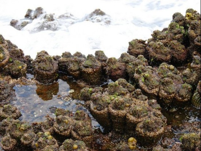 En los mercados de pescado de Chile, puedes comprar un manjar — piedras vivas