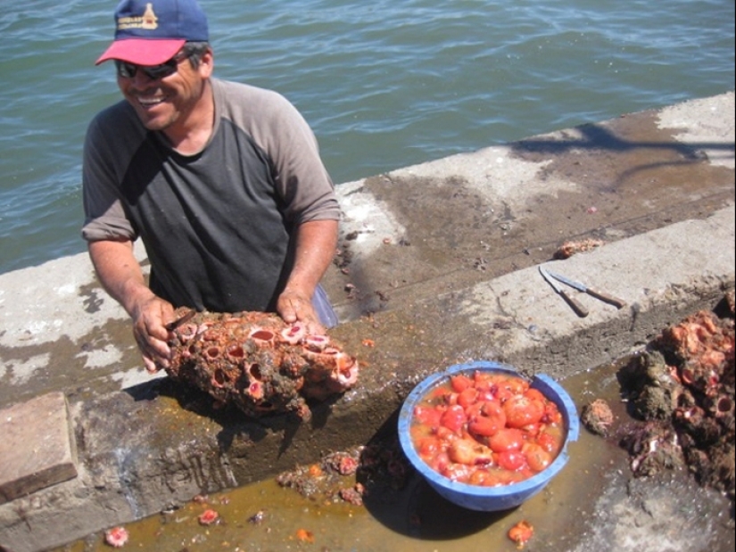 En los mercados de pescado de Chile, puedes comprar un manjar — piedras vivas