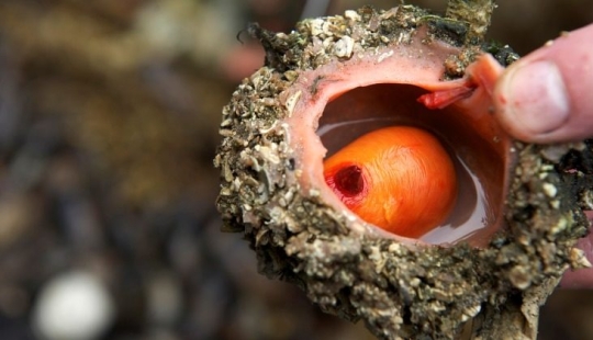 En los mercados de pescado de Chile, puedes comprar un manjar — piedras vivas