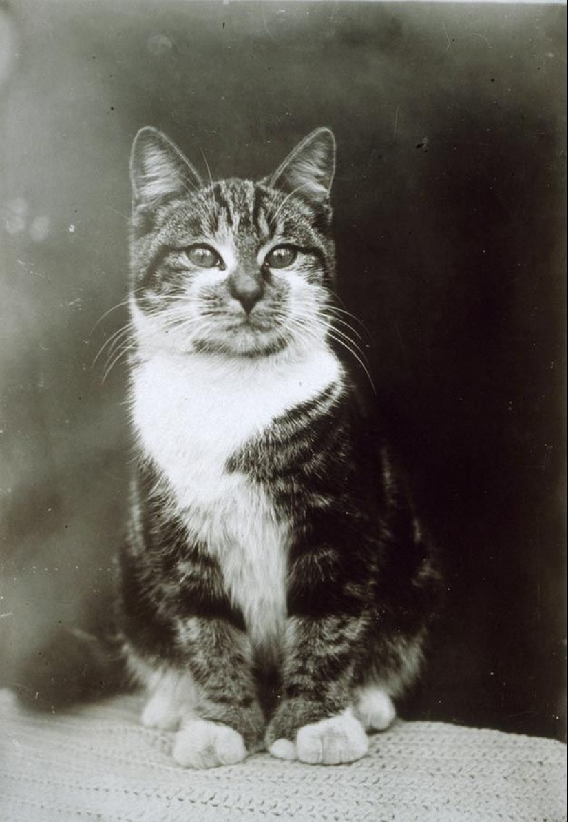 Encantadores gatos vintage que demostrarán que los gatos han gobernado el mundo en todo momento