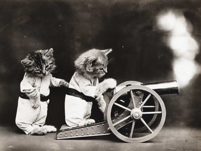 Encantadores gatos vintage que demostrarán que los gatos han gobernado el mundo en todo momento