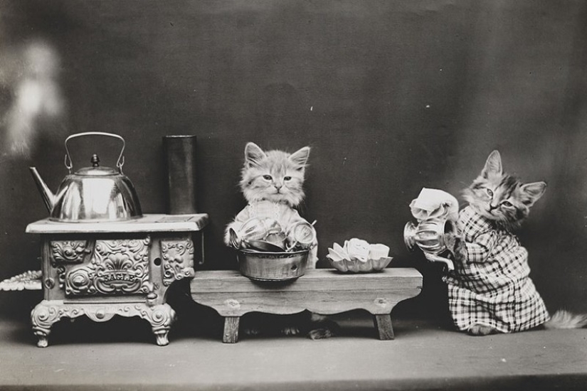 Encantadores gatos vintage que demostrarán que los gatos han gobernado el mundo en todo momento