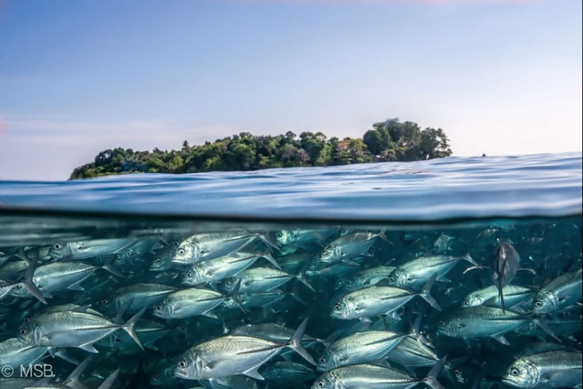 Entre dos mundos: estas fotos semi-submarinas muestran lo que te espera detrás de la pantalla de la superficie del agua