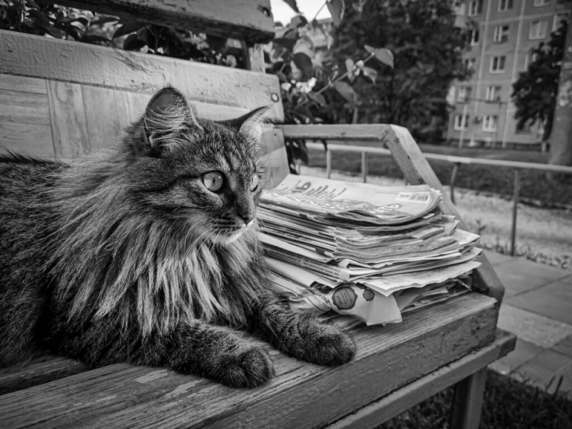 Entrega con bigotes: cómo los belgas intentaron convertir a los gatos en carteros