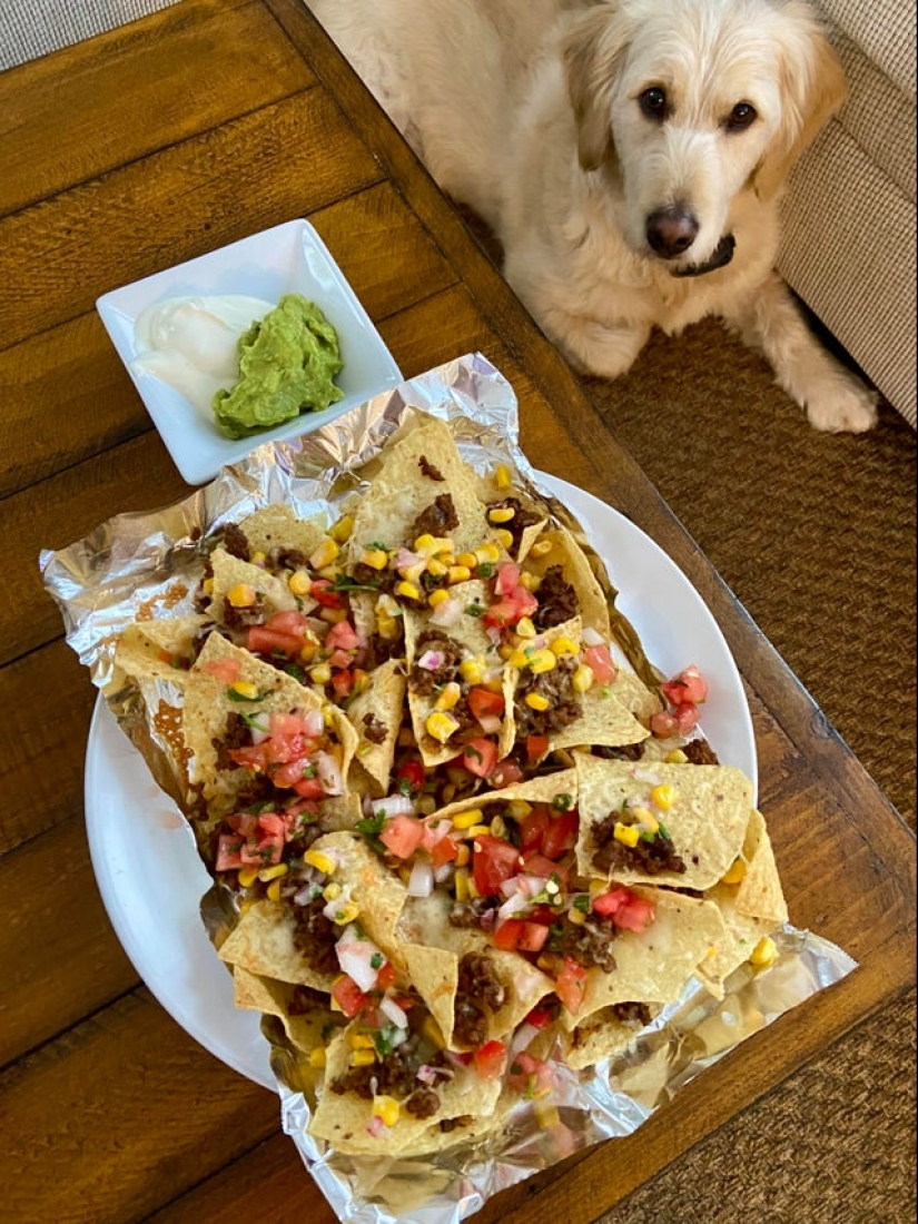 Es imposible negarse: 22 fotos sobre cómo los animales son capaces de mendigar por comida