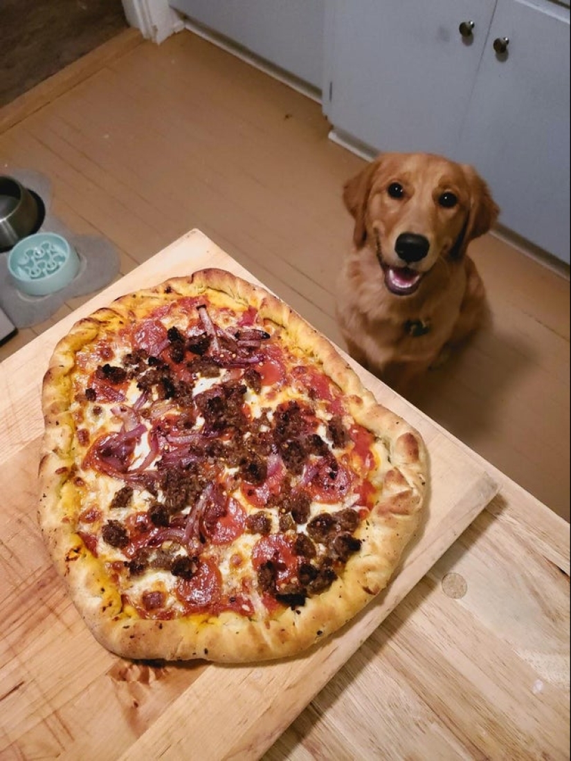 Es imposible negarse: 22 fotos sobre cómo los animales son capaces de mendigar por comida