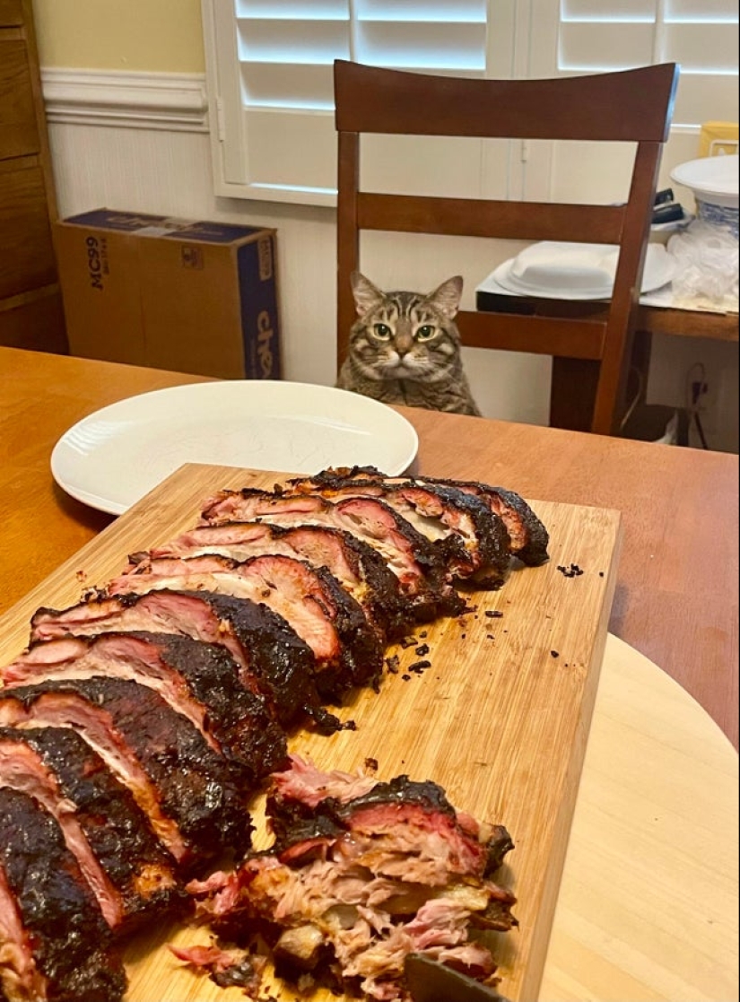 Es imposible negarse: 22 fotos sobre cómo los animales son capaces de mendigar por comida