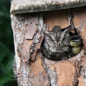 ¿Es un instinto maternal? El búho tomó la custodia del patito