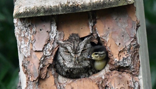 ¿Es un instinto maternal? El búho tomó la custodia del patito