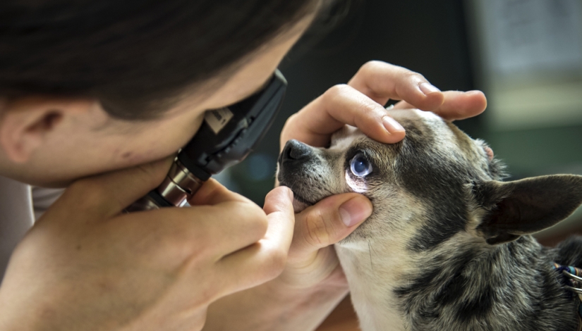 Es verdad que los perros no distinguen colores