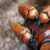 Escarabajos dorados australianos: cuando los hombres prefieren biberones a sus damas